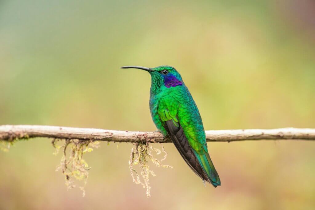 Photographie en gros plan d'un colibri vert et bleu sur une branche d'arbre avec un arrière-plan flouté - Enrique HIDALGO